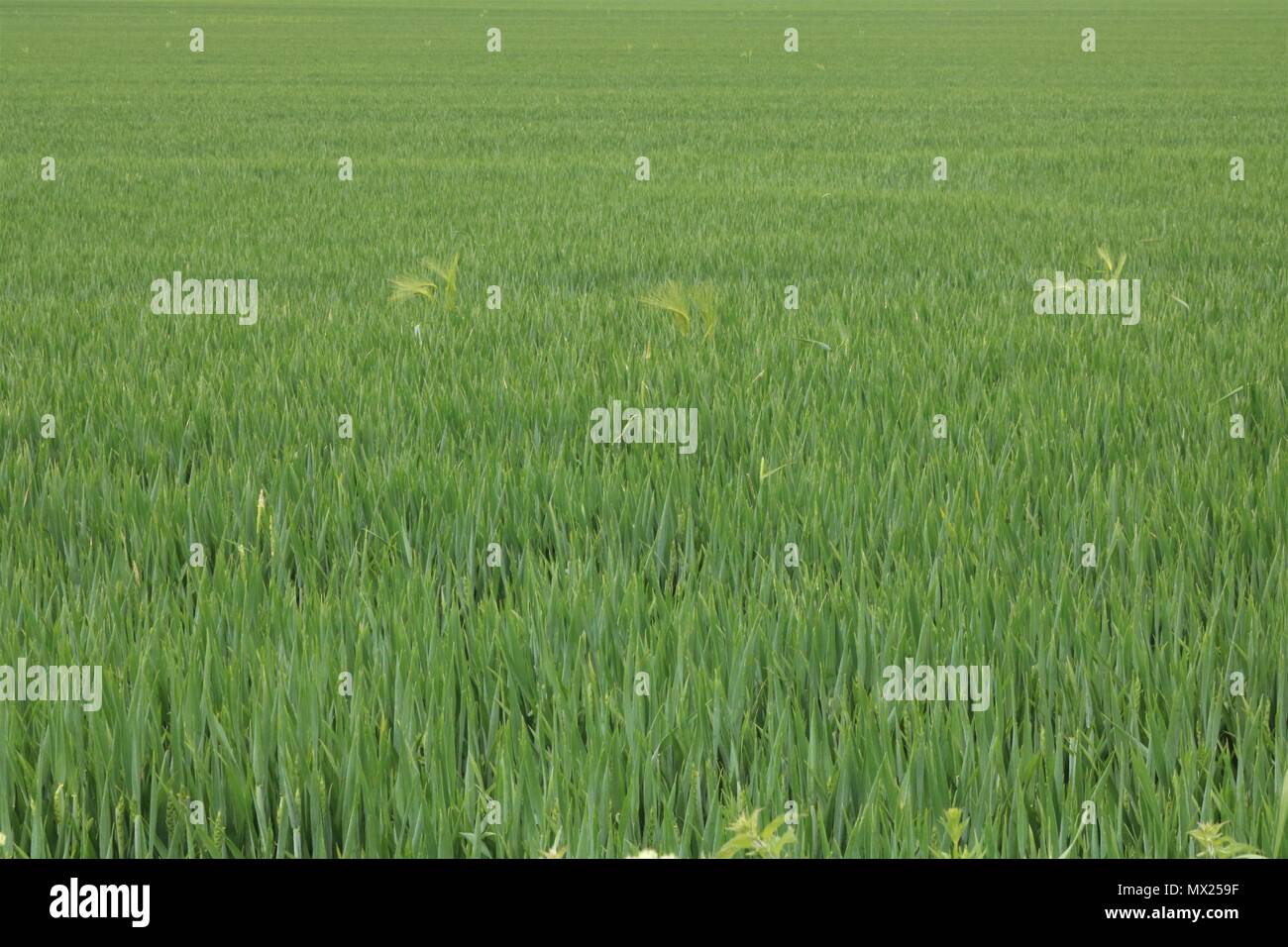 Campo pieno di colture in una giornata di sole in estate nel Regno Unito Foto Stock