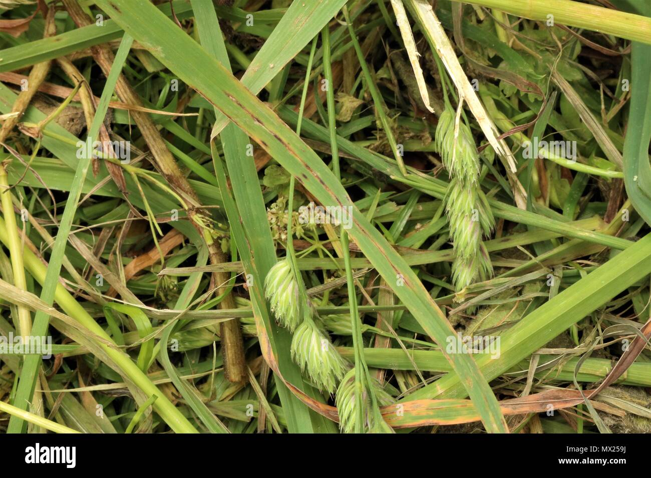 Erba e piante infestanti sfondo Foto Stock
