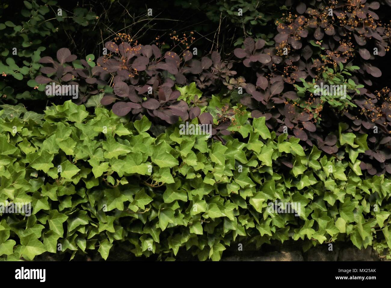 Il rosso e il verde edera pianta - Sfondo Foto Stock