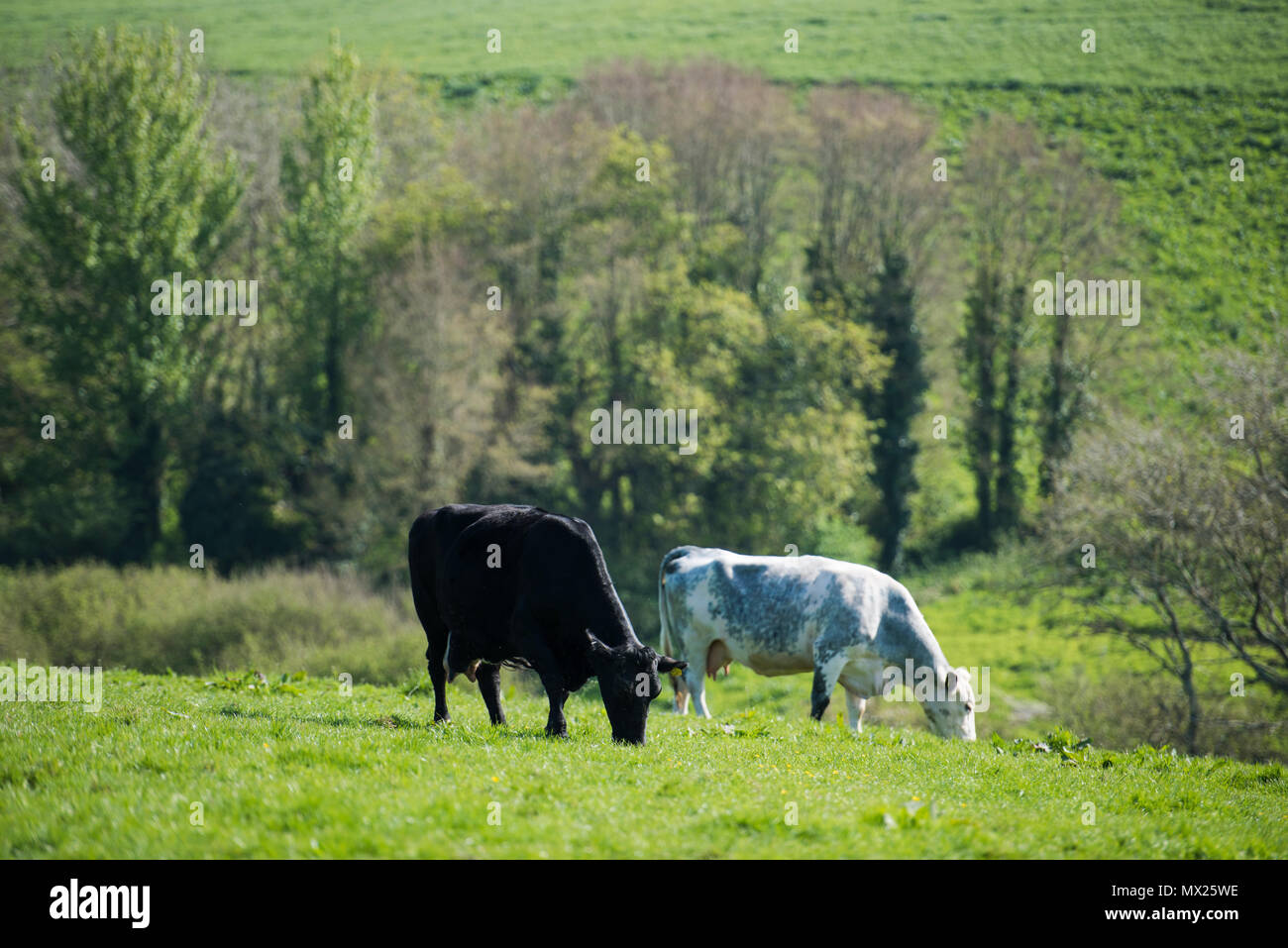 Le mucche in un campo. Cornwall, Regno Unito. Foto Stock
