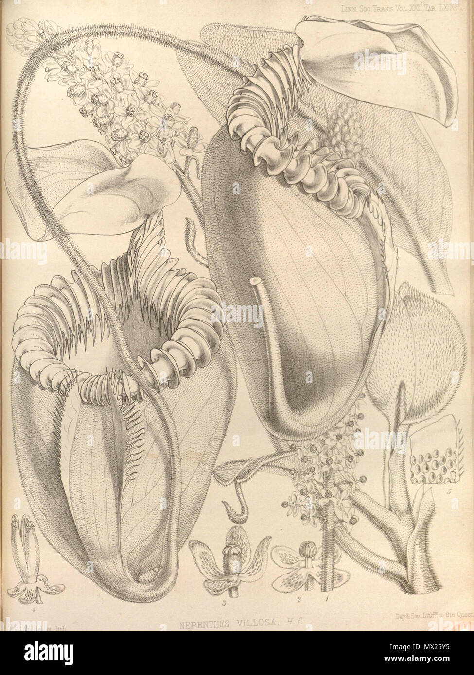 . Inglese: Nepenthes villosa da operazioni della Linnean Society di Londra, vol. 22: t. 69 (1859) [W.H. Fitch] . Il 15 febbraio 2013, 00:49:48. W.H. Fitch 441 Nepenthes villosa - Operazioni della Linnean Society di Londra (1859) Foto Stock