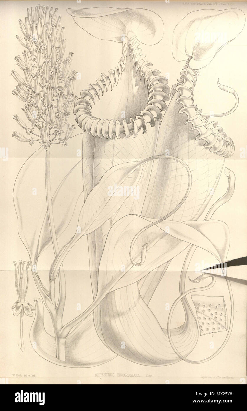 . Inglese: Nepenthes edwardsiana da operazioni della Linnean Society di Londra, vol. 22: t. 70 (1859) [W.H. Fitch] . Il 15 febbraio 2013, 00:49:49. W.H. Fitch 441 Nepenthes edwardsiana - Operazioni della Linnean Society di Londra (1859) Foto Stock