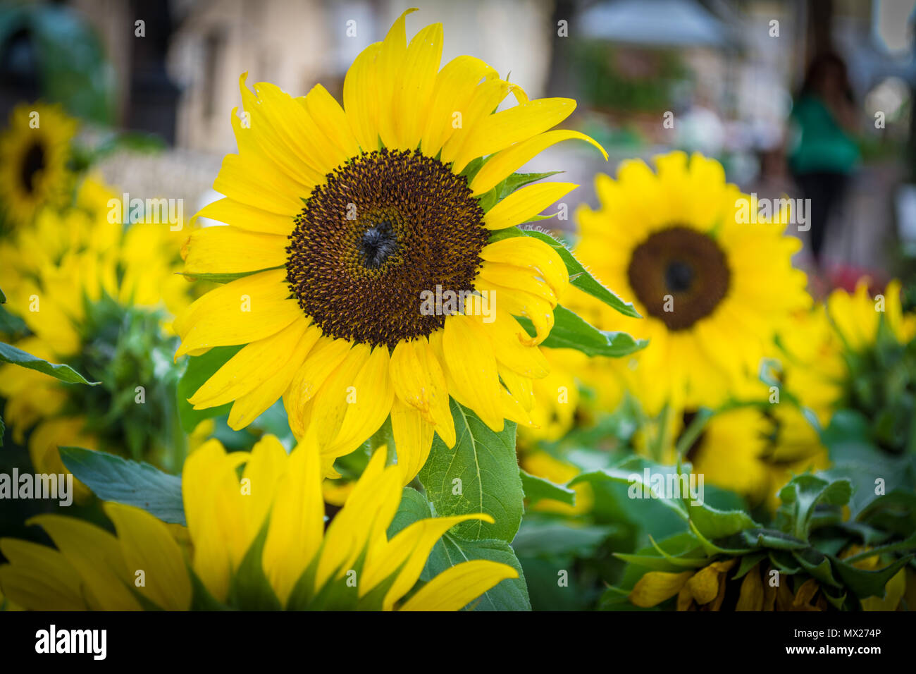 Primo piano di girasoli nella soleggiata mattina d'estate Foto Stock