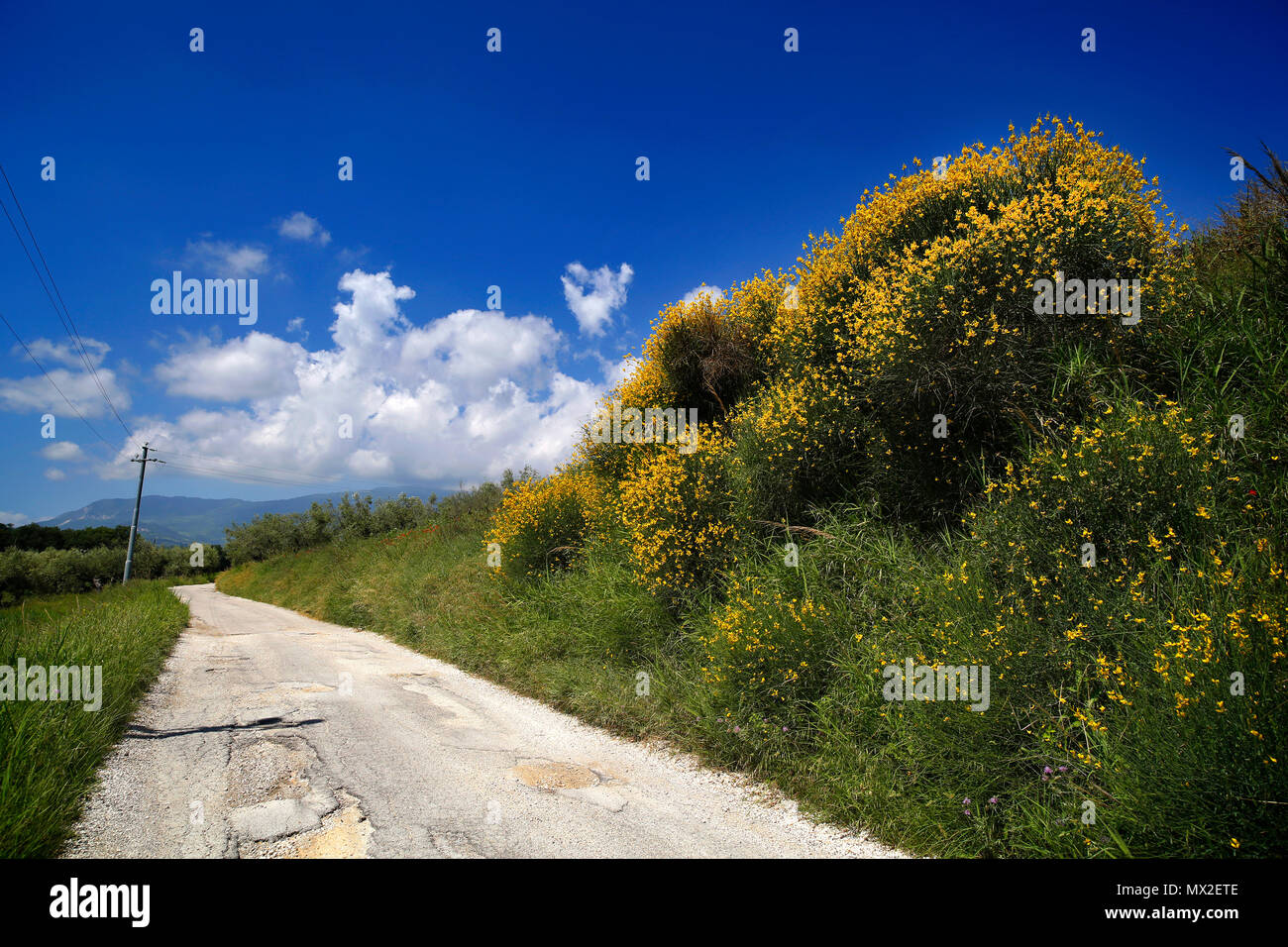 San Vincenzo, Italia. Strada ginestre selvatiche contro un cielo blu con nuvole. Foto Stock