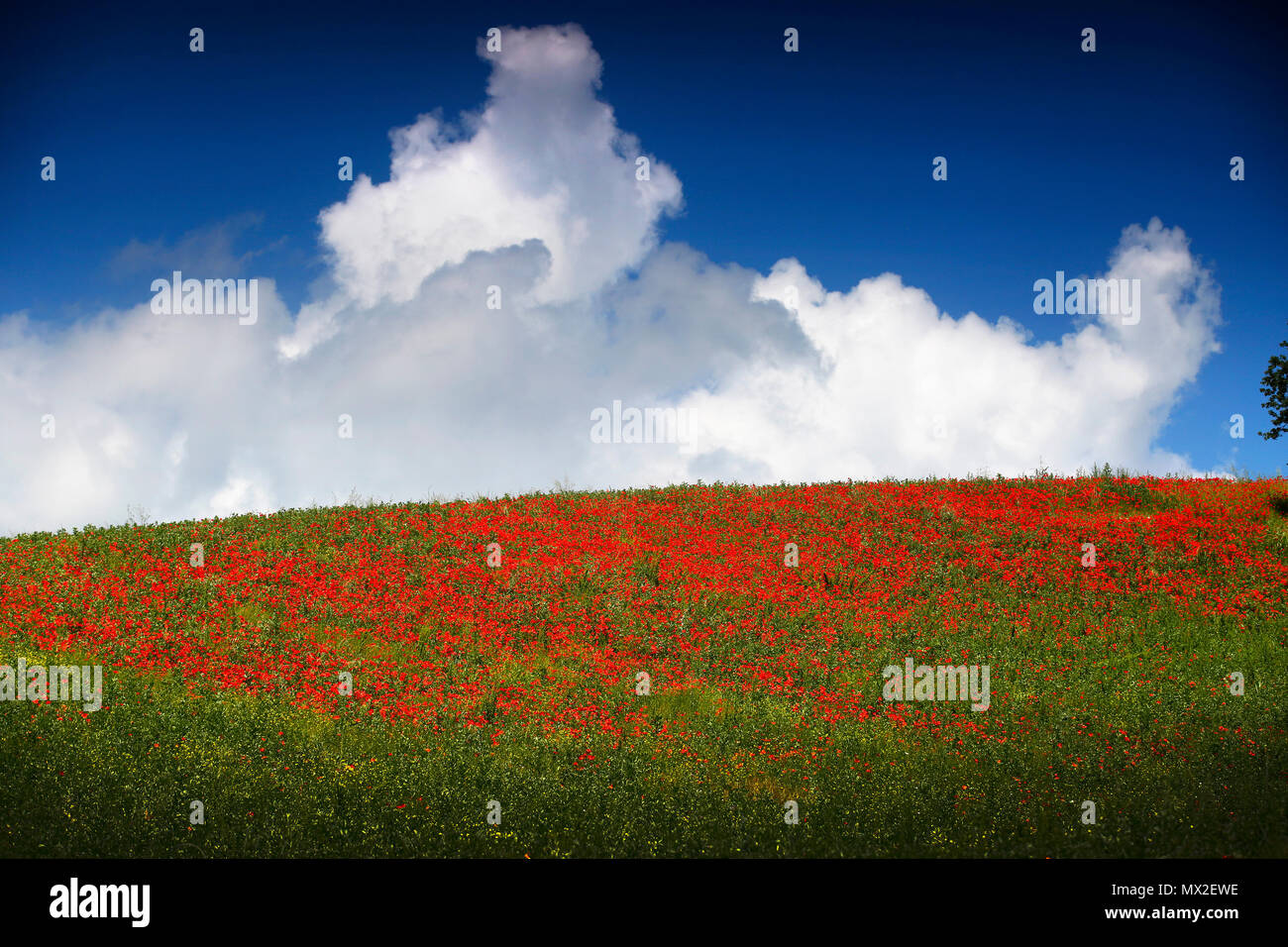 San Vincenzo, Italia. Un campo di papaveri contro un cielo blu con nuvole. Foto Stock