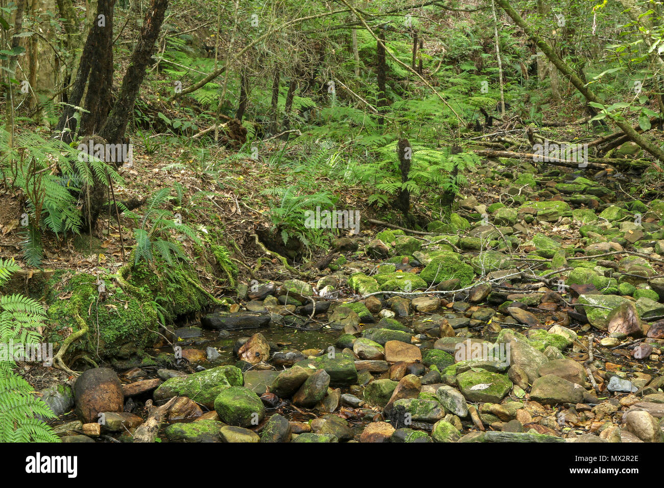 Quasi a secco riverbed, fine dell'Goesa sentiero forestale, nel Tsitsikamma National Park, con felci, garden trail, sud africa Foto Stock
