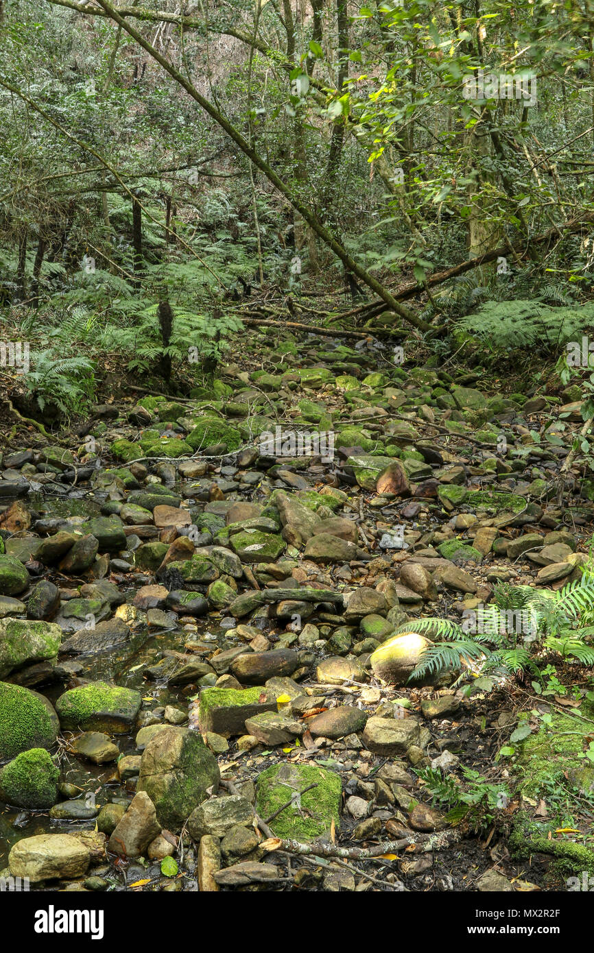 Quasi a secco riverbed, fine dell'Goesa sentiero forestale, nel Tsitsikamma National Park, con felci, garden trail, sud africa Foto Stock