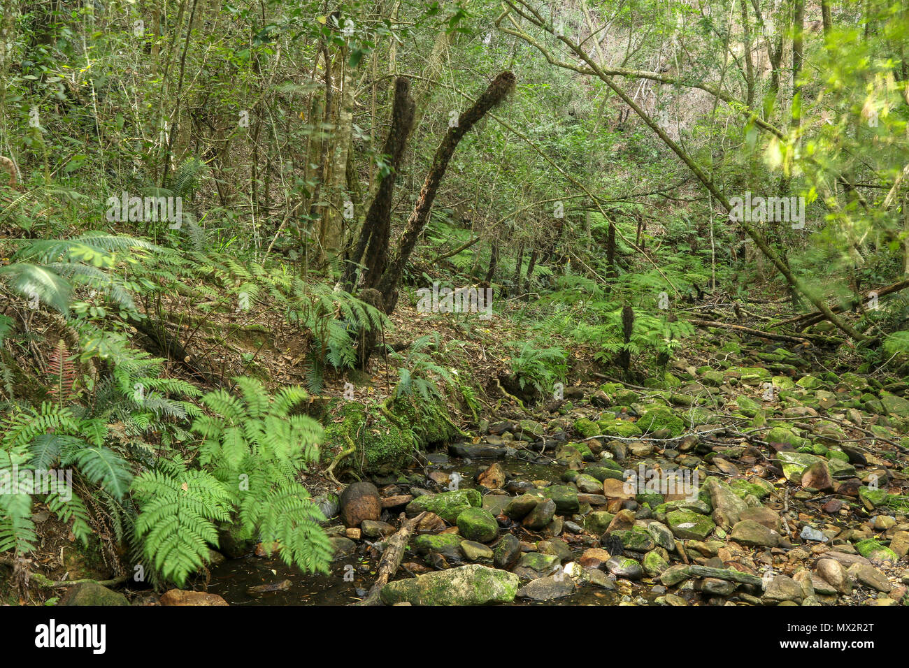 Quasi a secco riverbed, fine dell'Goesa sentiero forestale, nel Tsitsikamma National Park, con felci, garden trail, sud africa Foto Stock