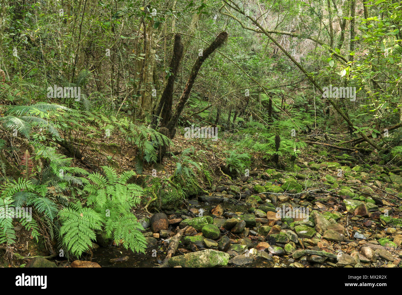 Quasi a secco riverbed, fine dell'Goesa sentiero forestale, nel Tsitsikamma National Park, con felci, garden trail, sud africa Foto Stock