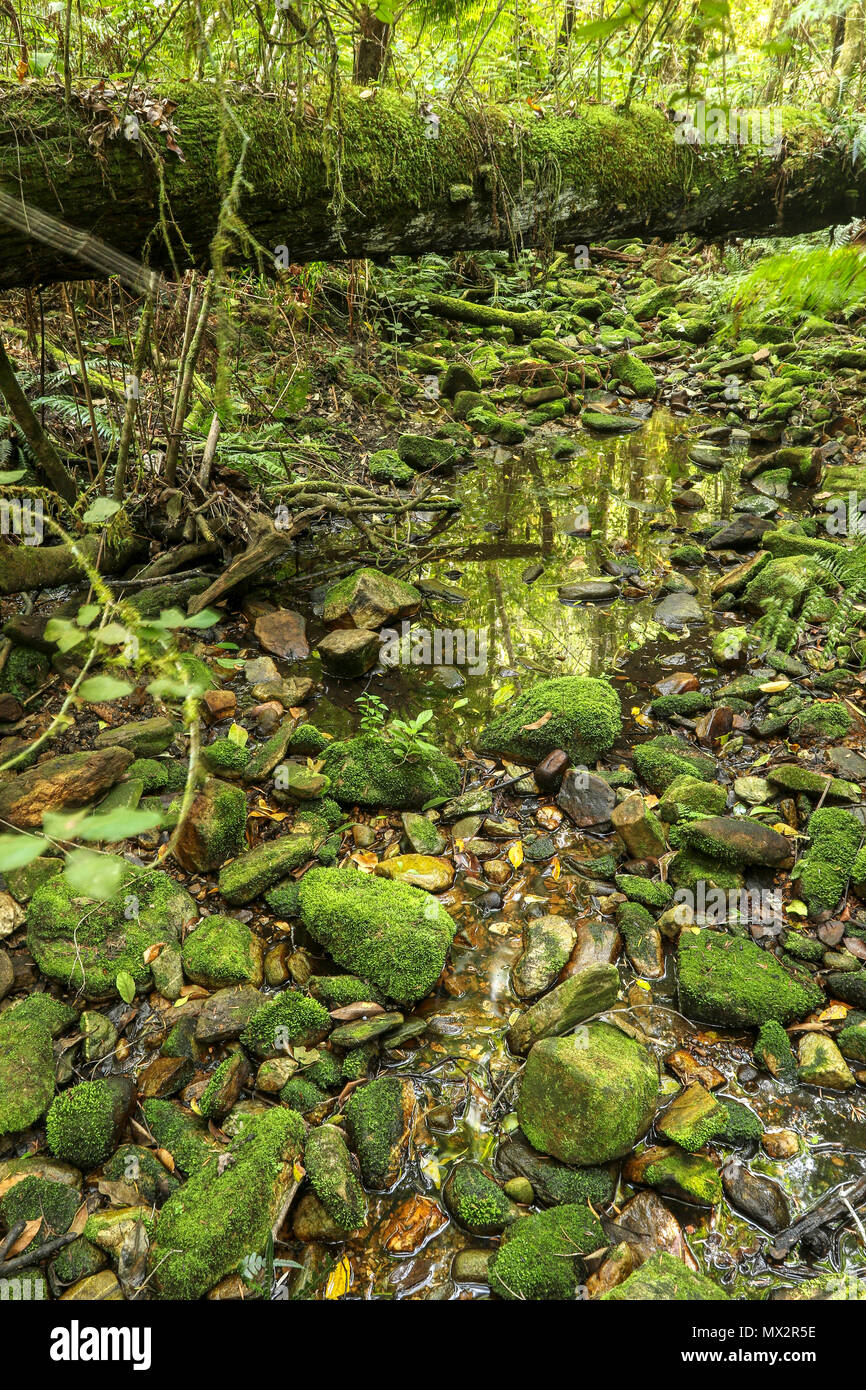 Quasi a secco riverbed, fine dell'Goesa sentiero forestale, nel Tsitsikamma National Park, con felci, garden trail, sud africa Foto Stock