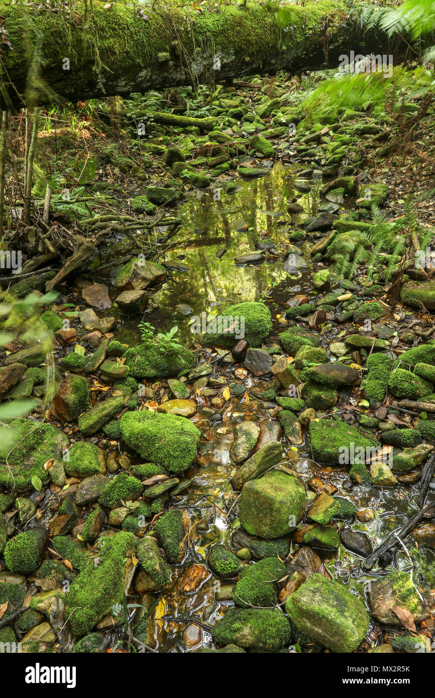 Quasi a secco riverbed, fine dell'Goesa sentiero forestale, nel Tsitsikamma National Park, con felci, garden trail, sud africa Foto Stock