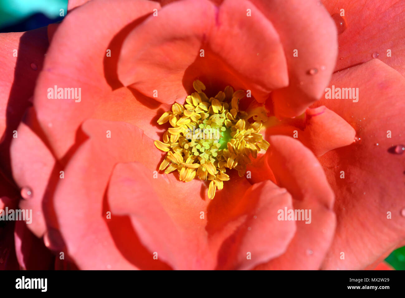 Fiore di rosa Foto Stock