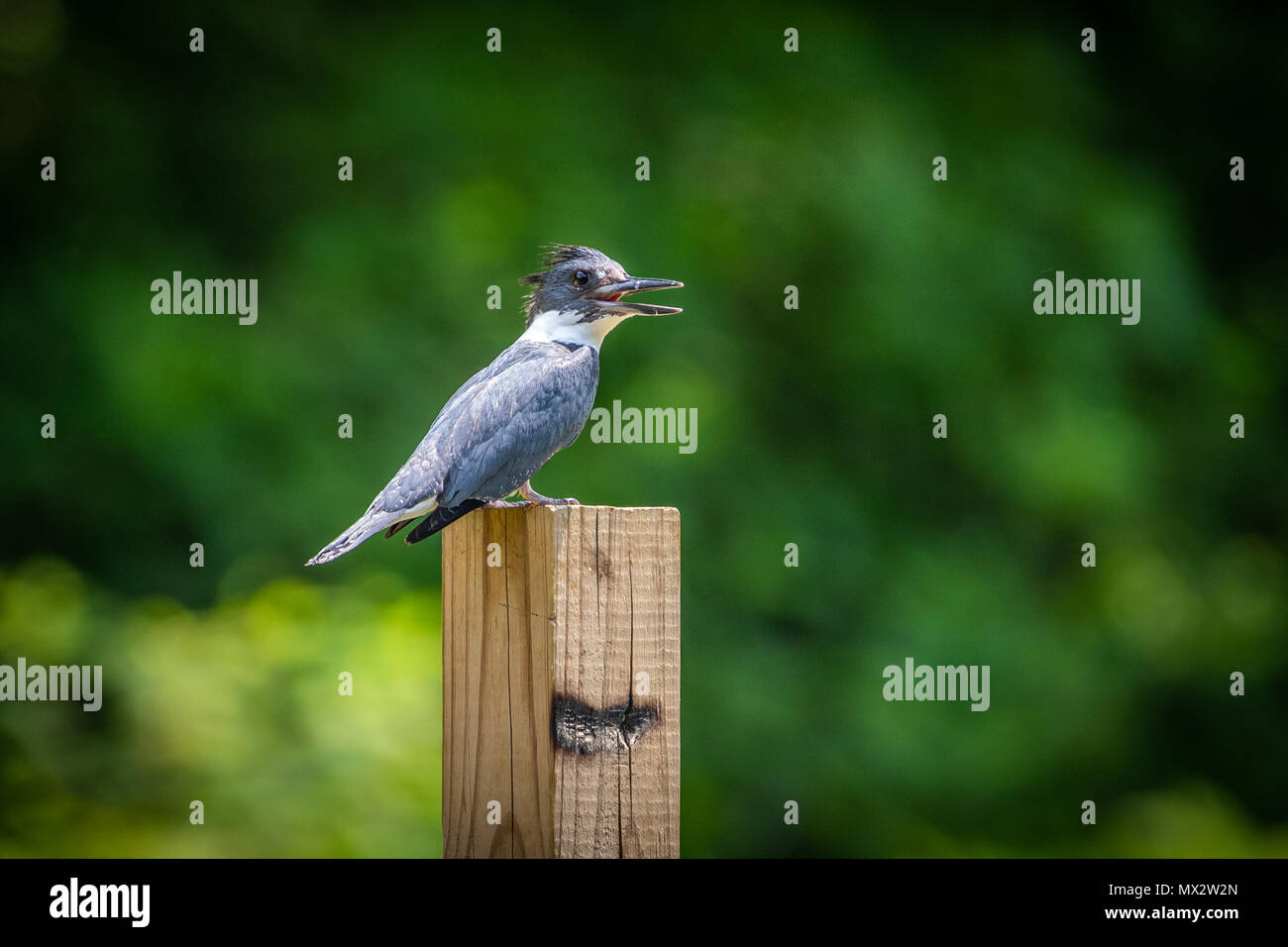 Un belted kingfisher poggia sulla cima di un palo. Foto Stock