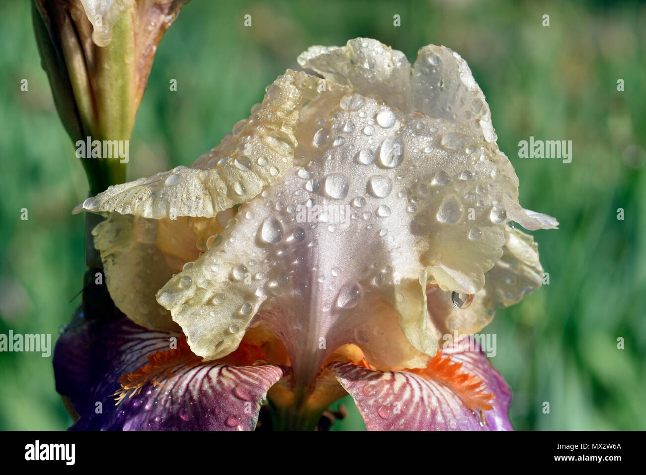 Iris fiore con dewdrops Foto Stock