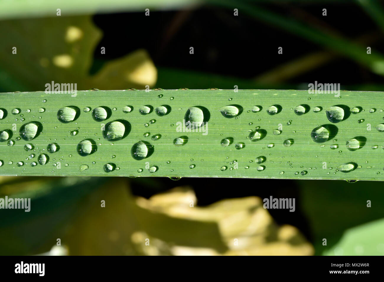 Dewdrops su una foglia di iris gialla Foto Stock