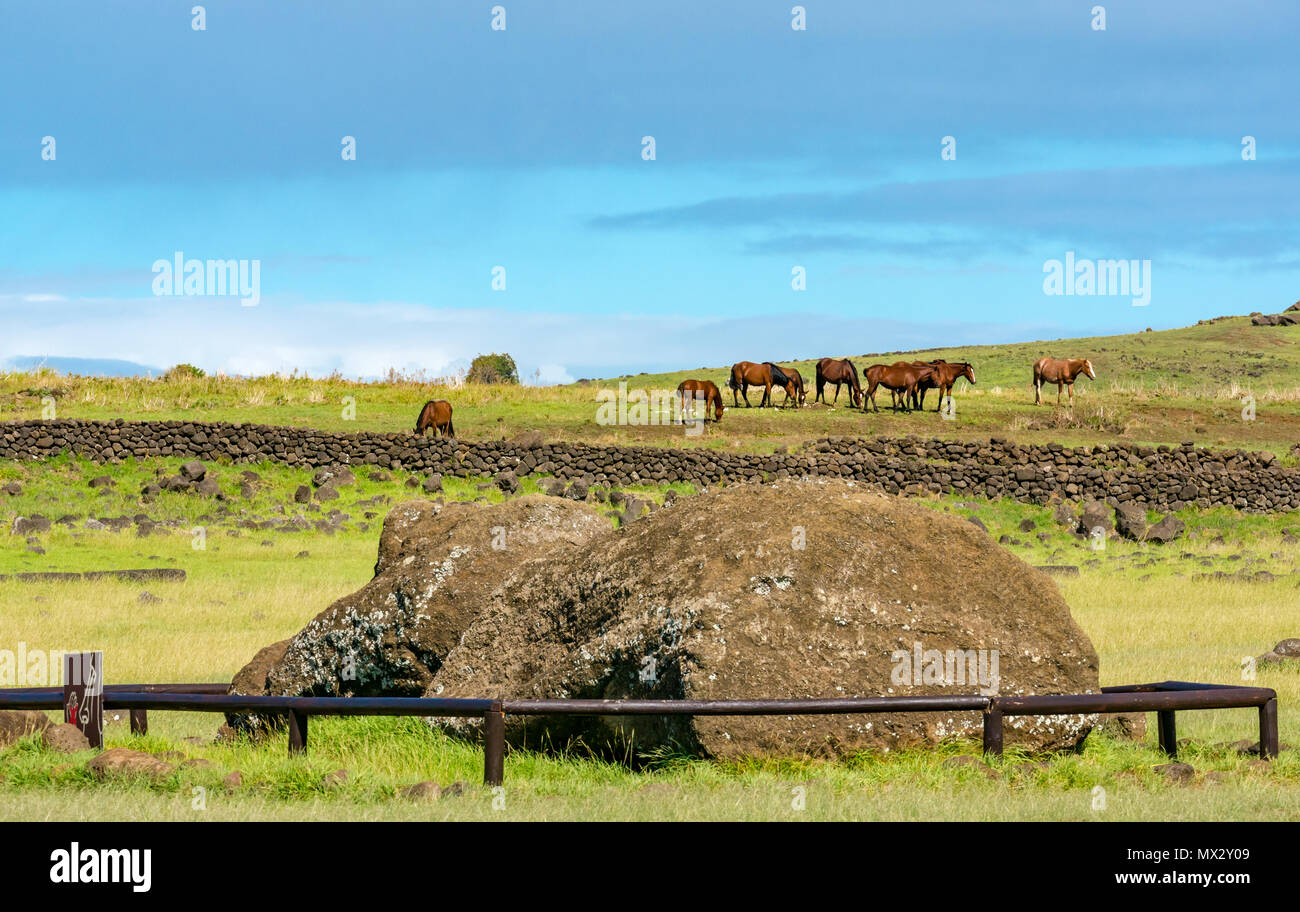 Close up di caduto Moai testa a Tongariki sito archeologico con cavalli selvaggi, Isola di Pasqua, Rapa Nui, Cile Foto Stock
