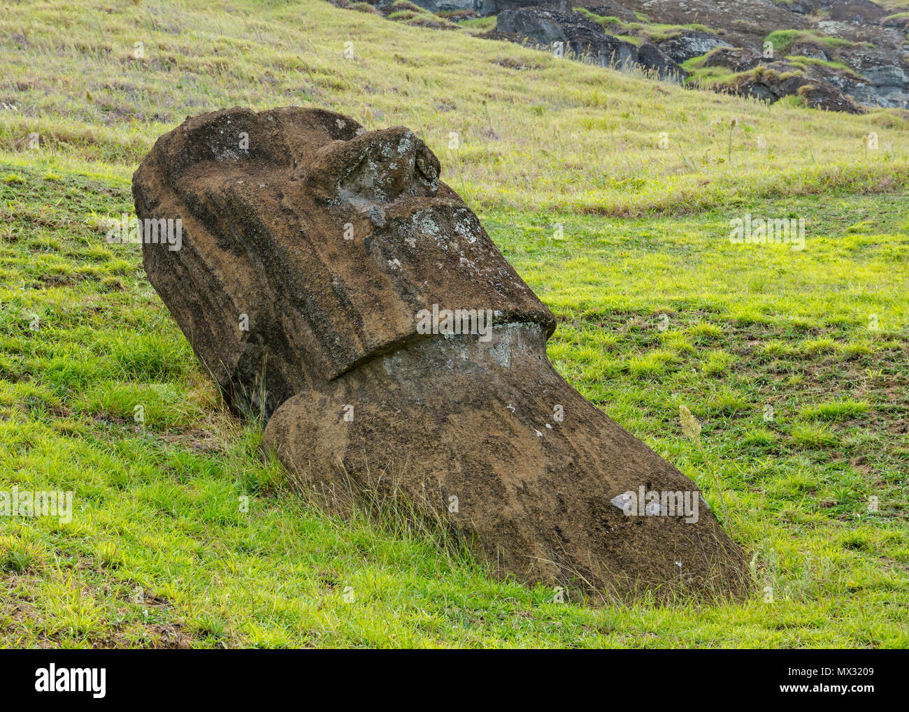 Incompiuta e abbandonata Moai testa, Rano Raraku cava, Isola di Pasqua, Rapa Nui, Cile Foto Stock