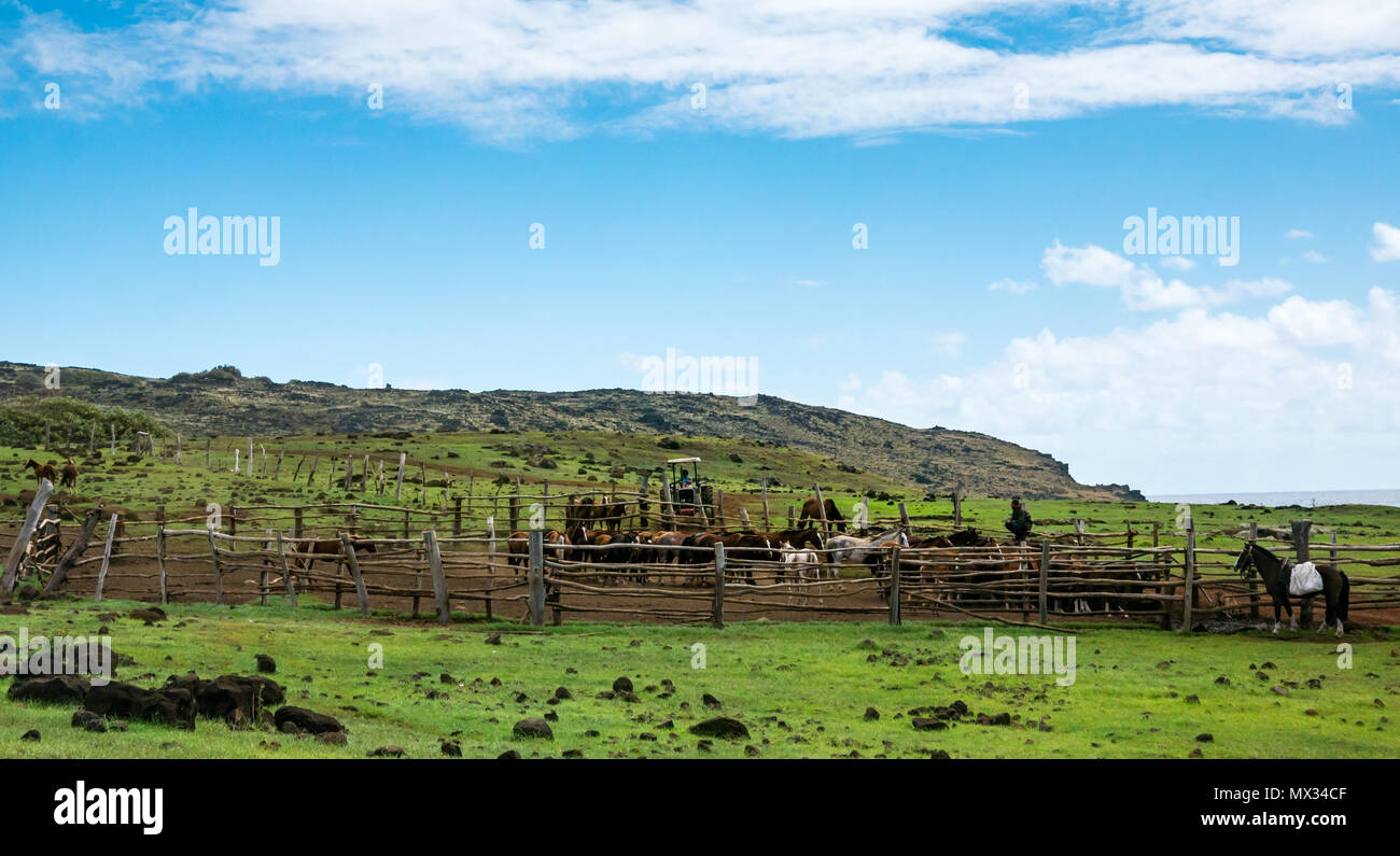 Gli uomini locali con i cavalli in corral, Anakena, Isola di Pasqua, Rapa Nui, Cile Foto Stock