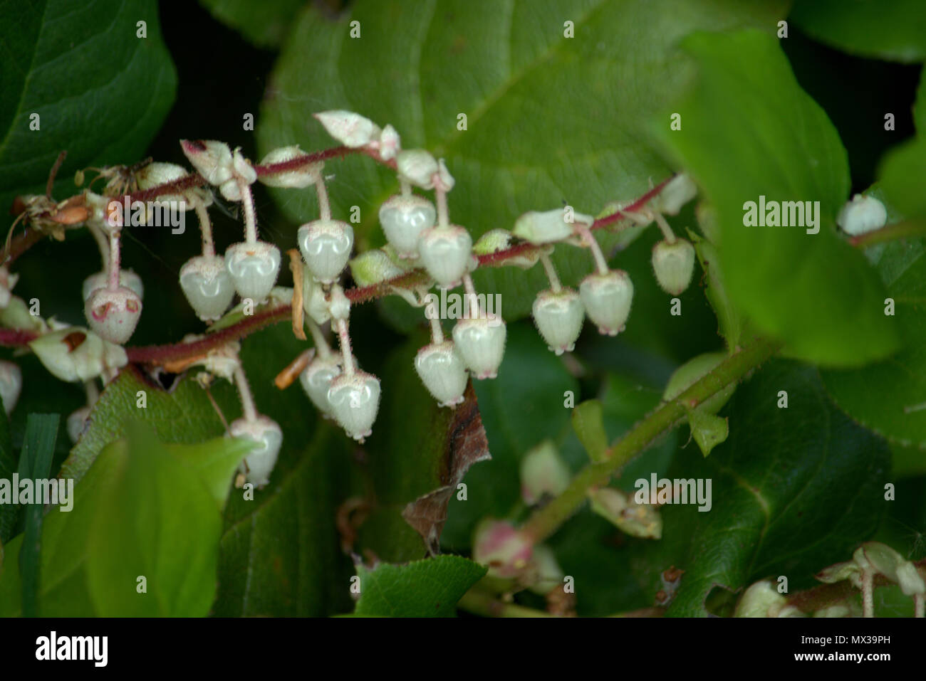 Fiori bianchi Foto Stock