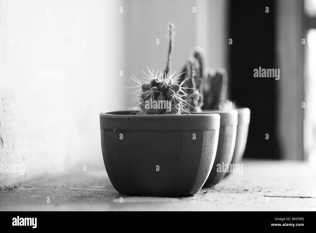 Mono tono cactus Foto Stock