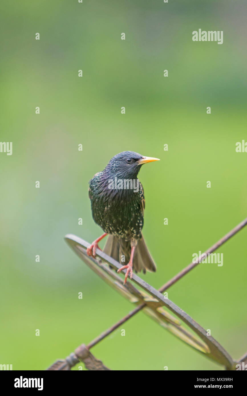 Starling comune (Sturnus vulgaris) in un giardino inglese, Gran Bretagna, Regno Unito Foto Stock