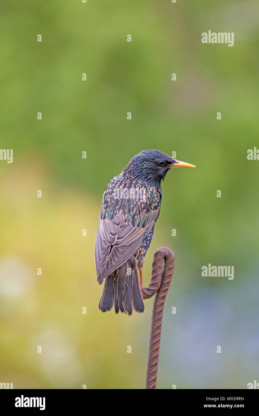 Starling comune (Sturnus vulgaris) in un giardino inglese, Gran Bretagna, Regno Unito Foto Stock
