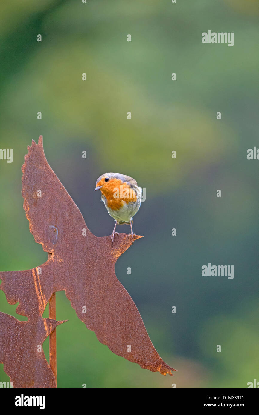 Unione robin (Erithacus rubecula) in un giardino inglese, Gran Bretagna, Regno Unito Foto Stock