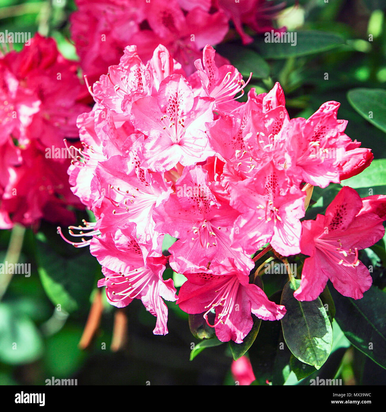 La molla di rododendri in Shropshire, visto qui in Dingle, un giardino pubblico a Shrewsbury, Shropshire. Foto Stock