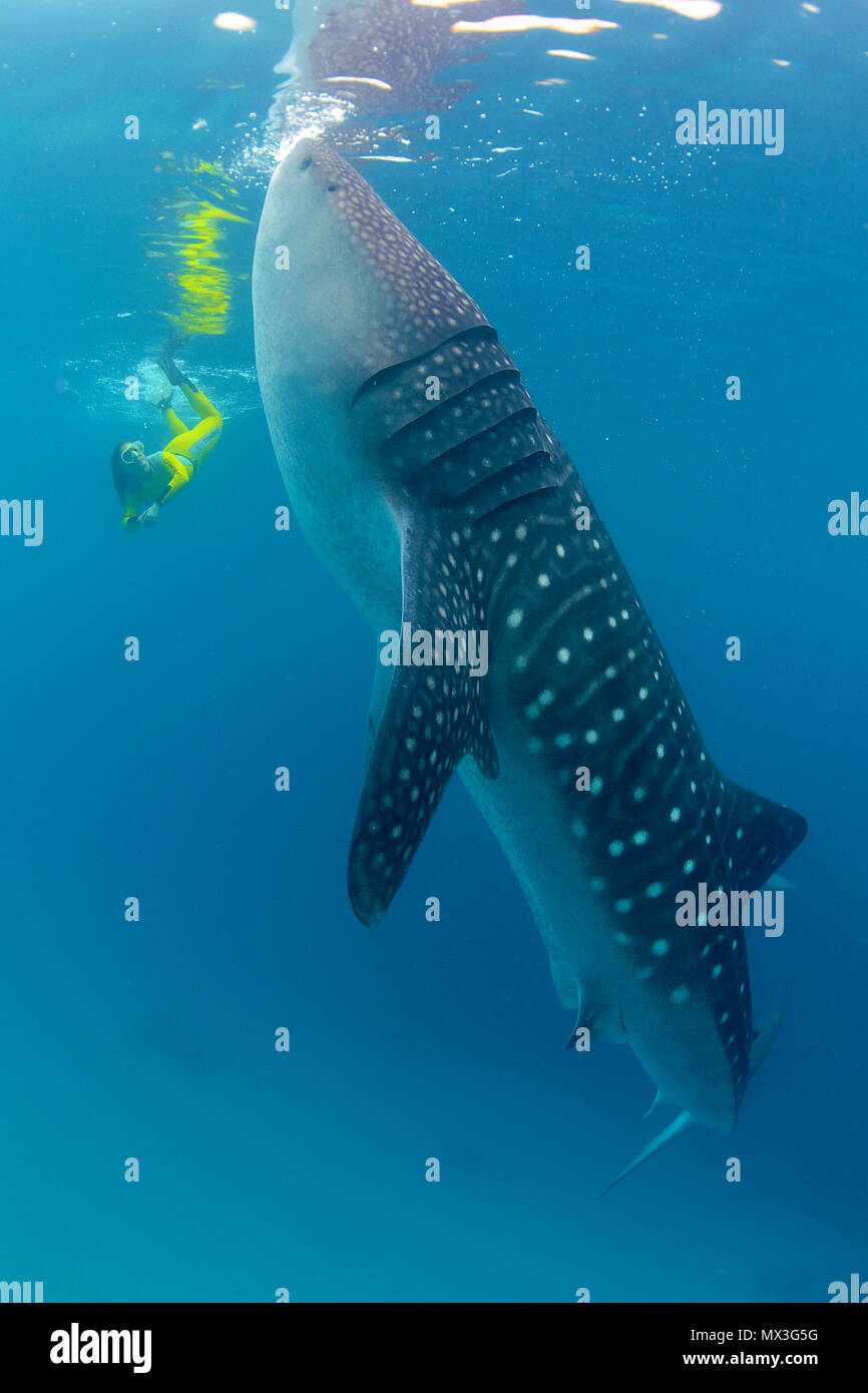 Il confronto delle dimensioni snorkeller e squalo balena (Rhincodon typus), pesci più grandi del mondo, atollo di Ari, isole delle Maldive, Asia Foto Stock