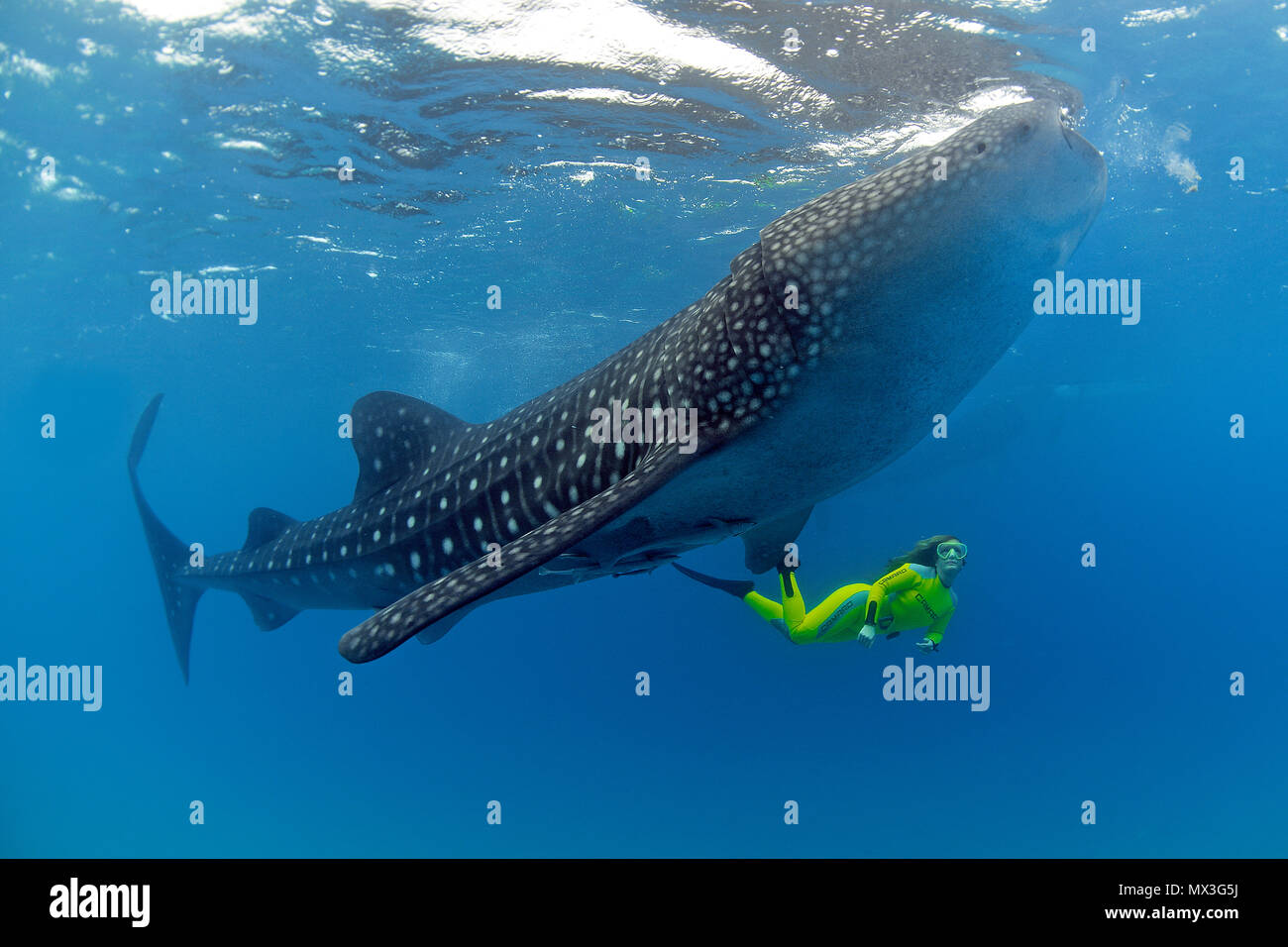 Il confronto delle dimensioni snorkeller e squalo balena (Rhincodon typus), pesci più grandi del mondo, atollo di Ari, isole delle Maldive, Asia Foto Stock