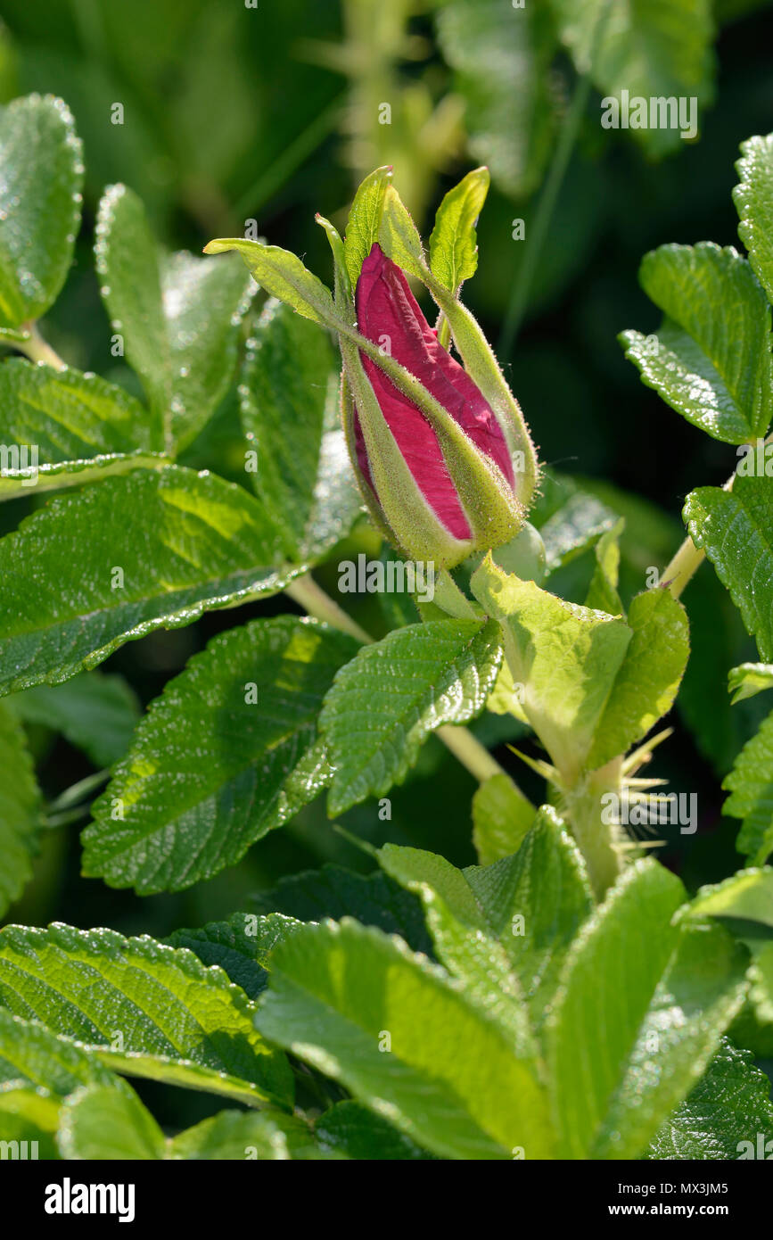 Giapponese Rose - Rosa rugosa Bud con lunghe brattee Foto Stock