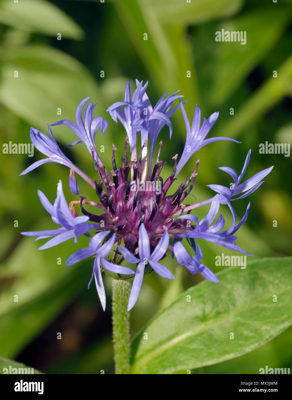 Perenial o Fiordaliso di montagna - Centaurea montana di fiori alpini popolare in giardini Foto Stock