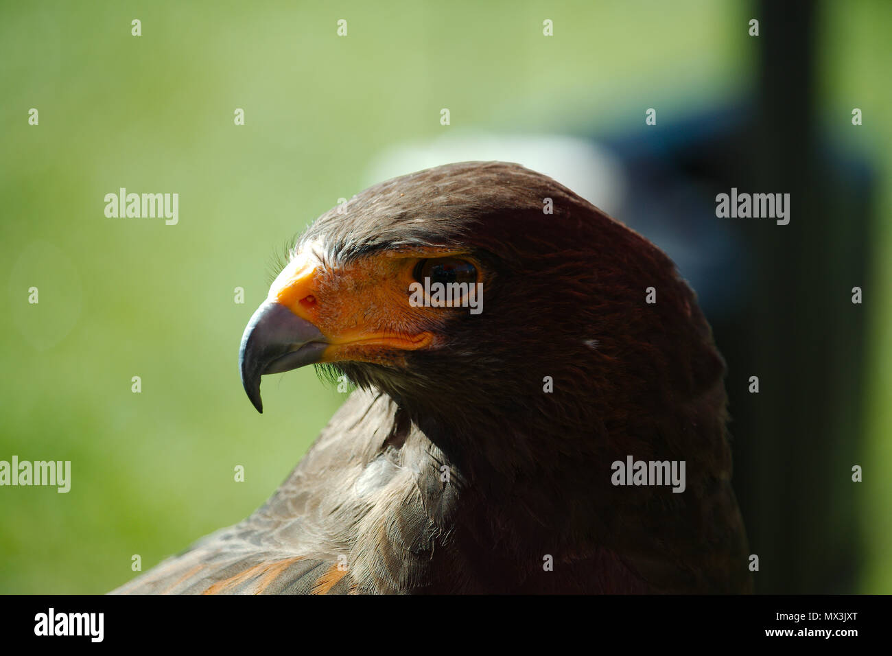 Un lato verticale di un falco di Harris che mostra il profilo della testa di uccelli e agganciato becco. Foto Stock