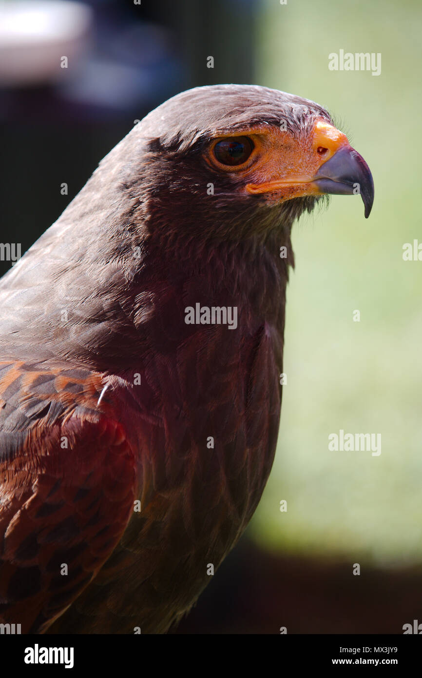 Un lato verticale di un falco di Harris che mostra il profilo della testa di uccelli e agganciato becco. Foto Stock