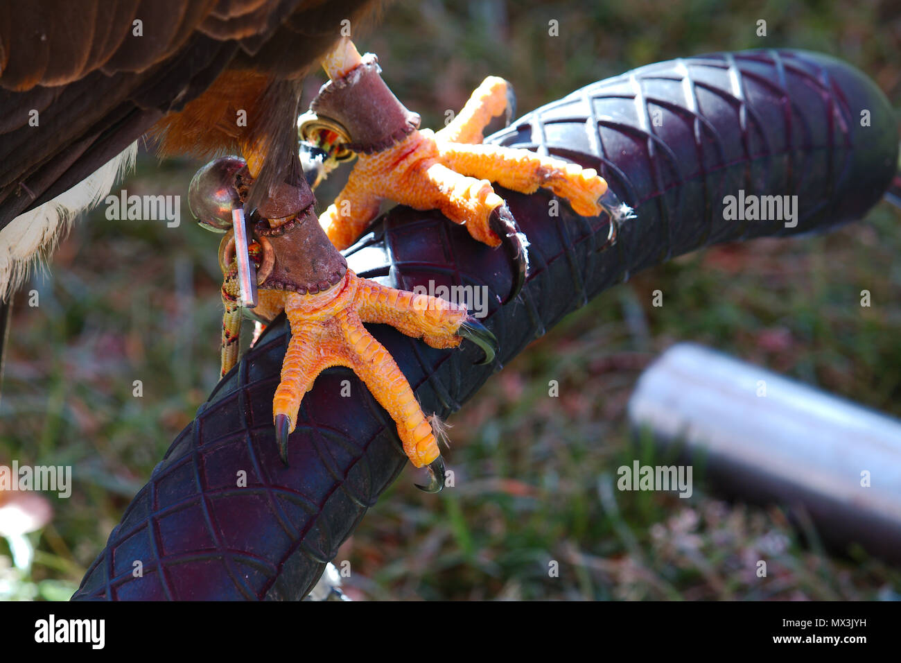 Gli Uccelli Con Rostro E Artigli