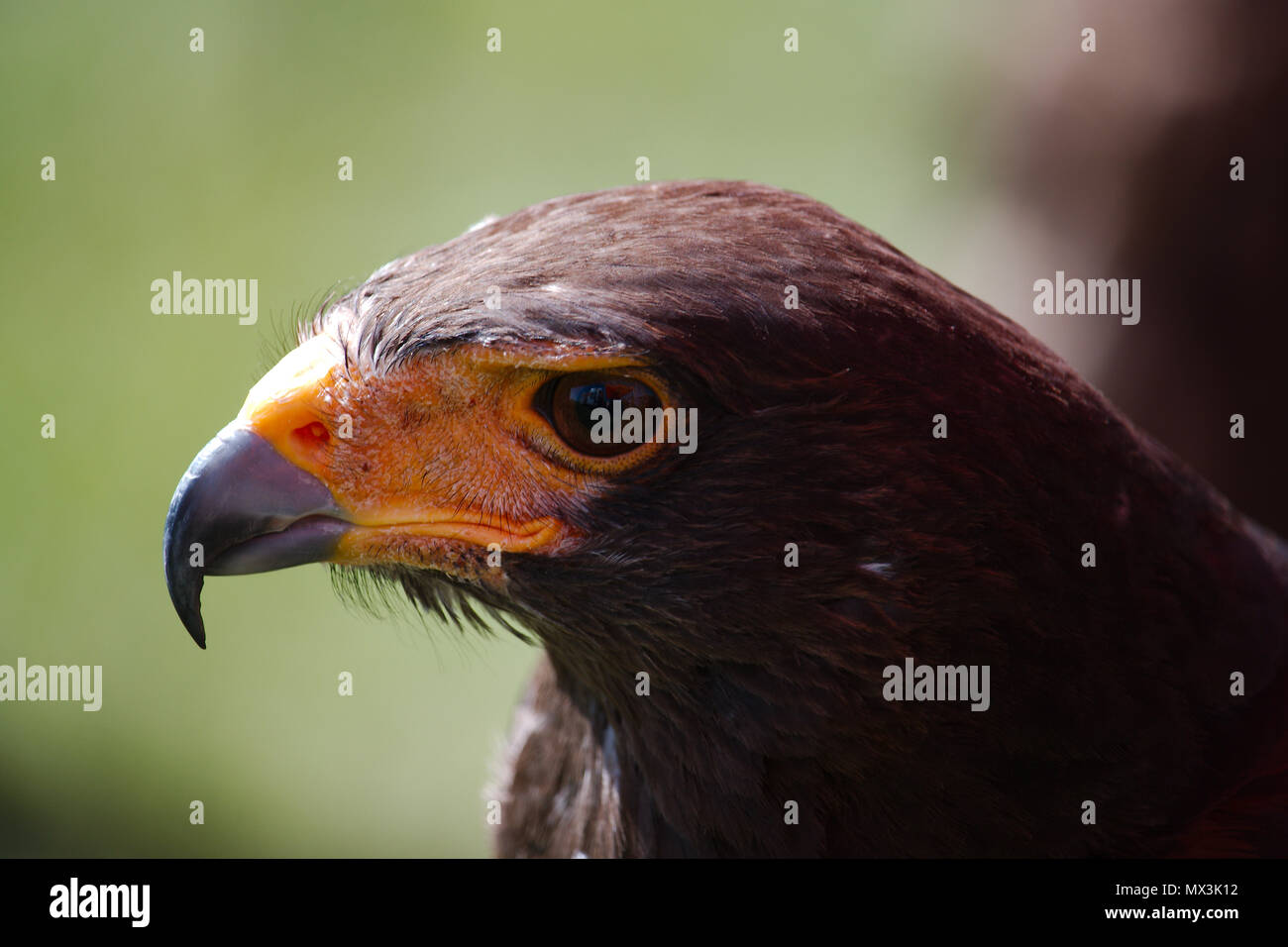 Un lato verticale di un falco di Harris guardando a sinistra che mostra il profilo della testa di uccelli e agganciato becco. Foto Stock