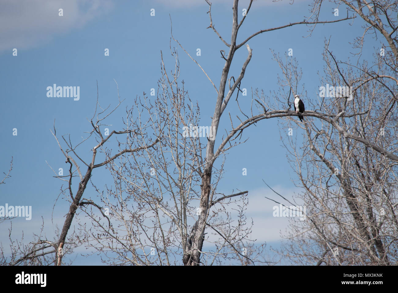 Osprey (Pandion haliaerus) chiamato anche falco marino, falco fluviale e falco pescatore è un uccello diurno di preda che mangia pesce. Fiume di gomito, Calgary, Alberta. Foto Stock
