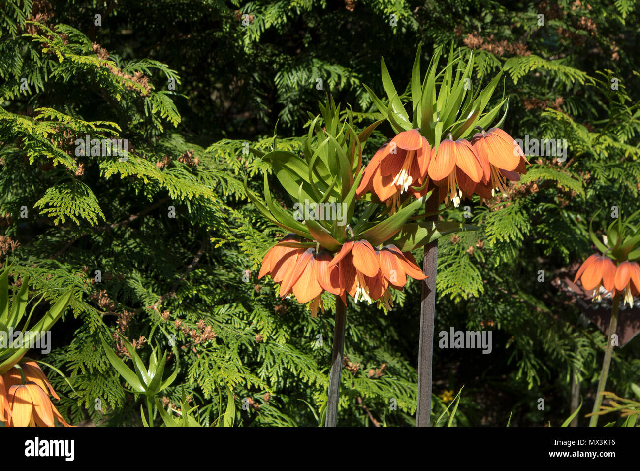 Fritillaria imperialis 'Rubra Maxima nel giardino Foto Stock