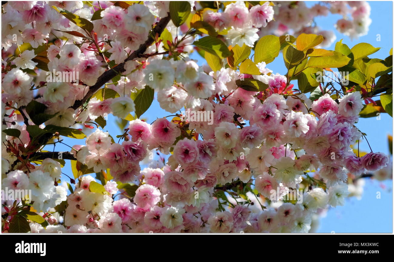 Albero in fiore con fiori di colore rosa. Foto Stock