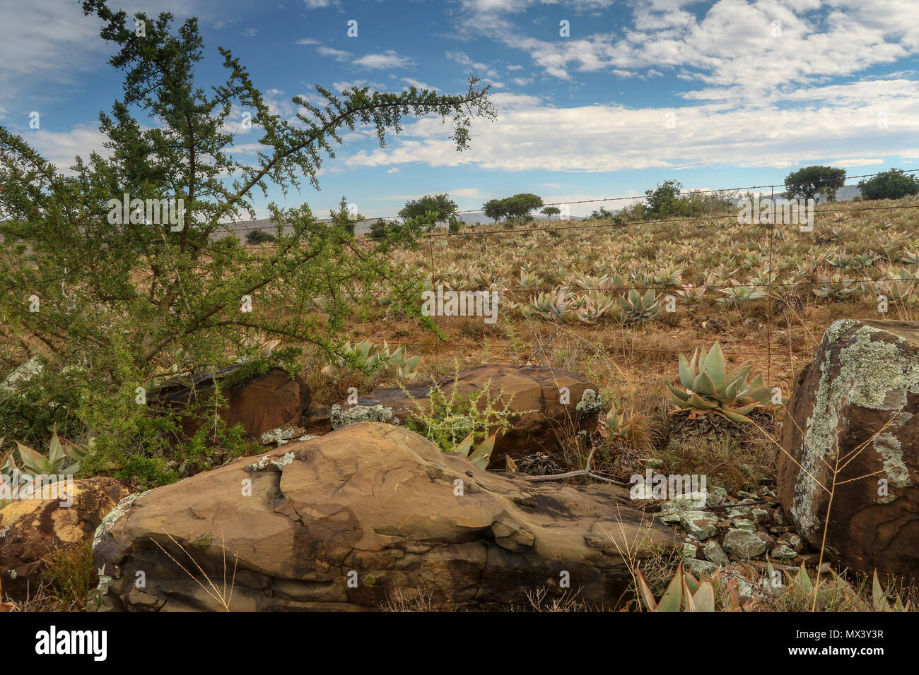 Paesaggio invernale in Sud Africa con piante succulente, cielo blu e acacia. Parco Nazionale degli Elefanti di Addo, Capo orientale, Sud Africa Foto Stock