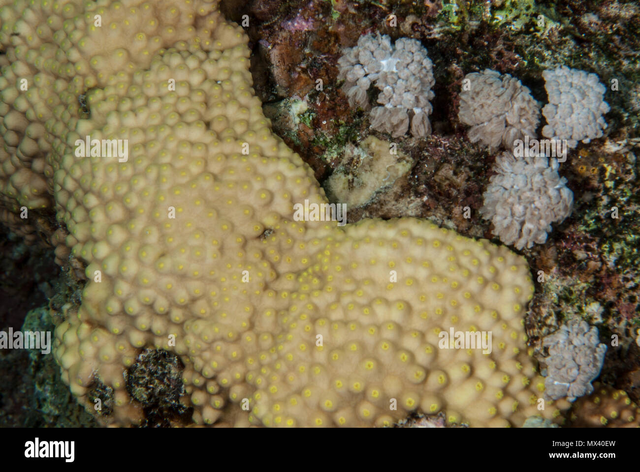 Un calice di corallo, Oxypora egyptensis, Pectiniidae, Sharm El Sheikh, Mar Rosso, Egitto Foto Stock