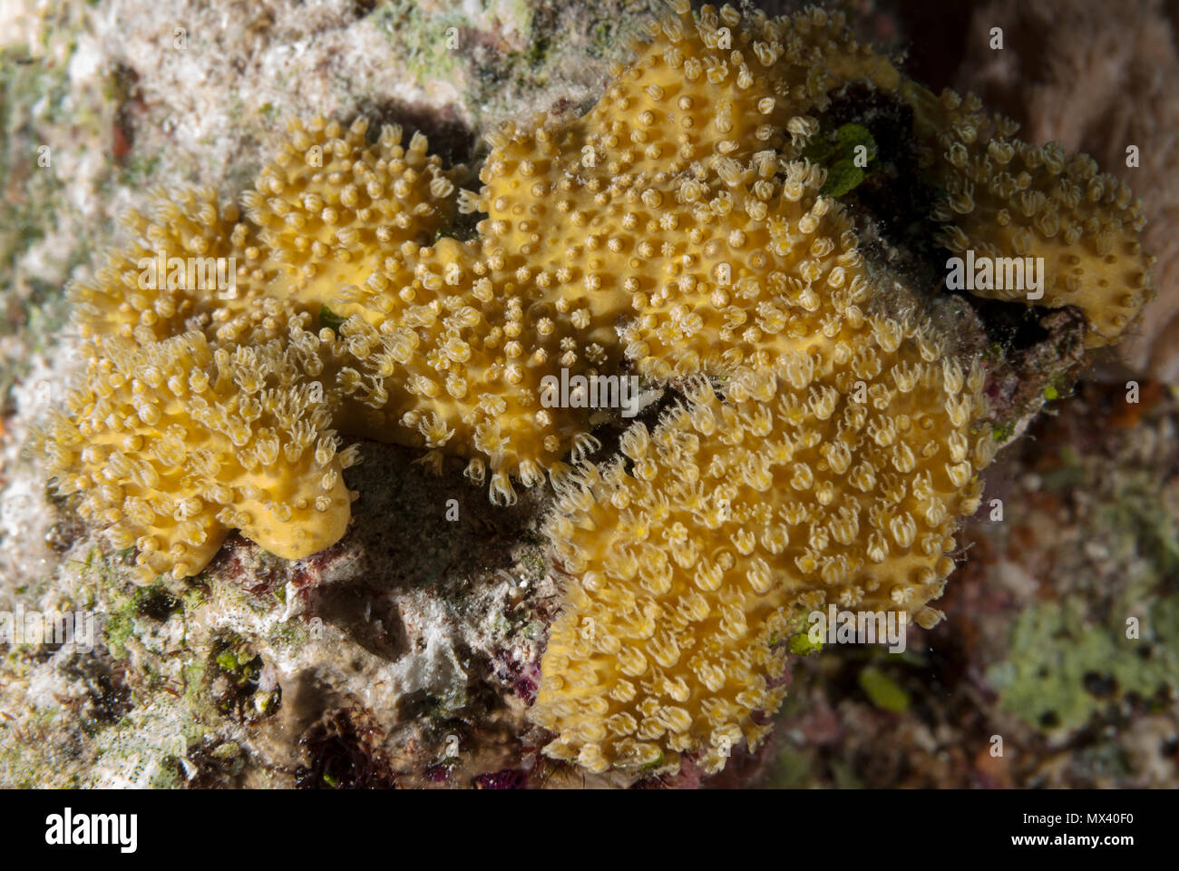 Un calice di corallo, Oxypora egyptensis, Pectiniidae, Sharm El Sheikh, Mar Rosso, Egitto Foto Stock