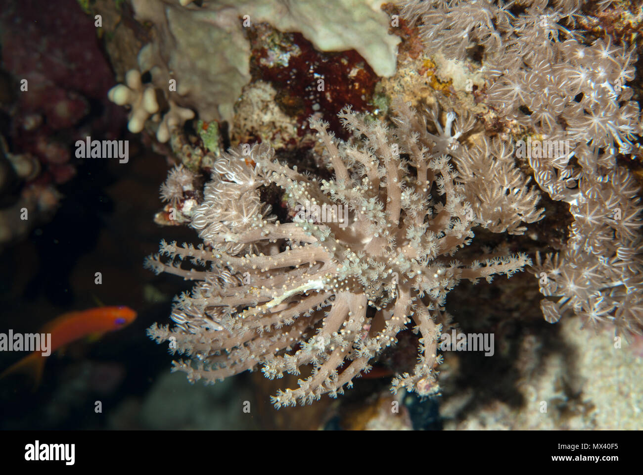Soft Coral, Lobophytum sp., Alcyoniidae, Sharm el Sheikh, Mar Rosso, Egitto Foto Stock