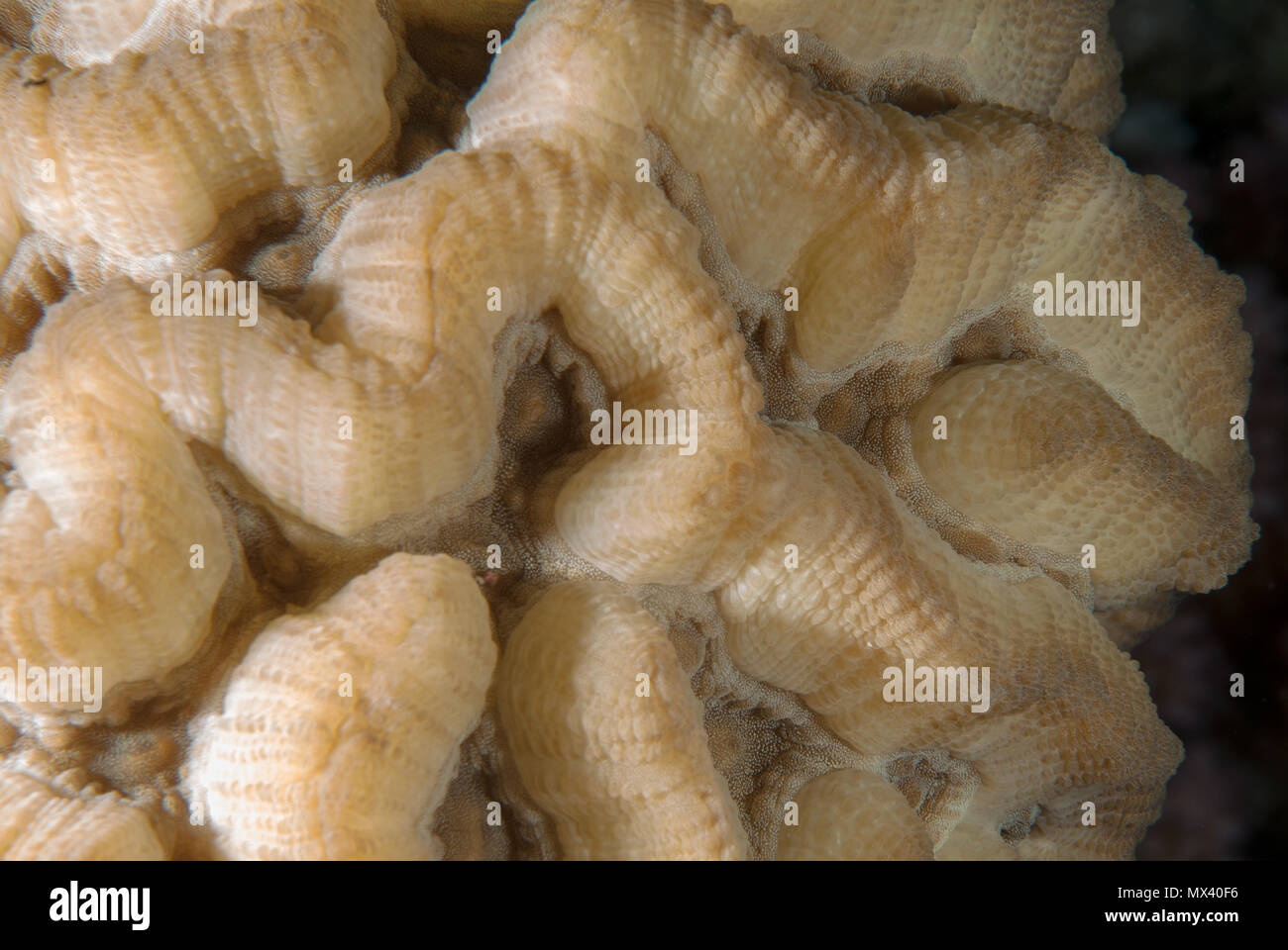 Corallo duro hemprichii Lobophyllia, Mussidae, Mar Rosso di Sharm el-Sheik, in Egitto Foto Stock