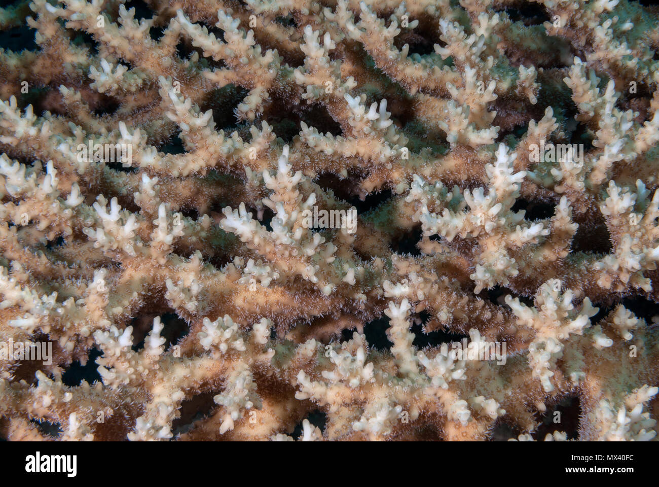 Coralli duri, Acropora hemprichii, Acroporidae, Sharm el Sheikh, Egitto, Mar Rosso Foto Stock
