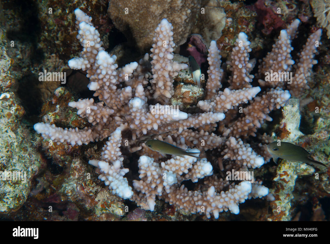 Coralli duri, Acropora nobilis, Acroporidae, Sharm el Sheikh, Mar Rosso, Egitto Foto Stock