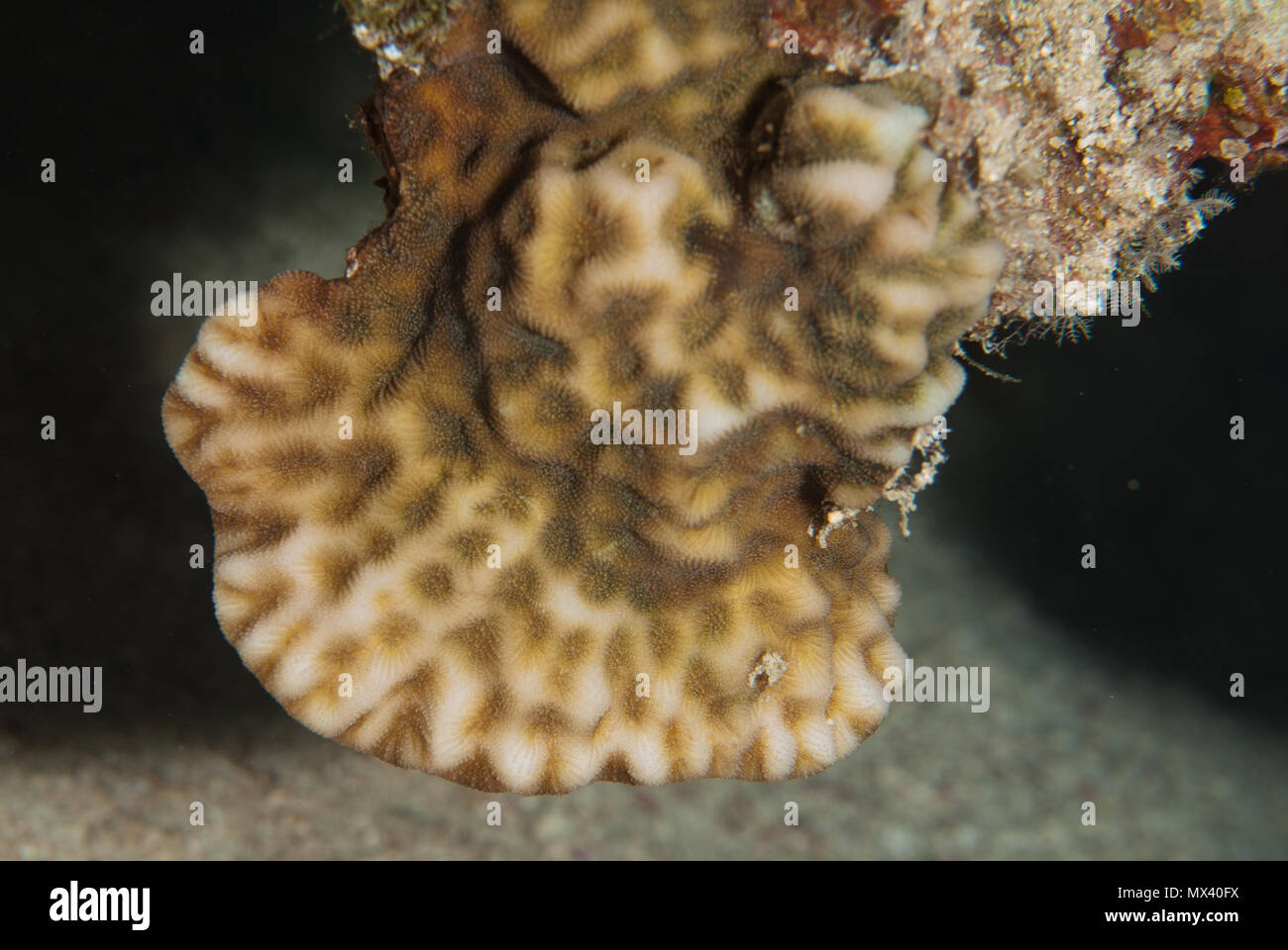 Corallo in porcellana, Leptoserys yabei, Agariciidae, Sharm el Sheik, Mar Rosso. Egitto Foto Stock