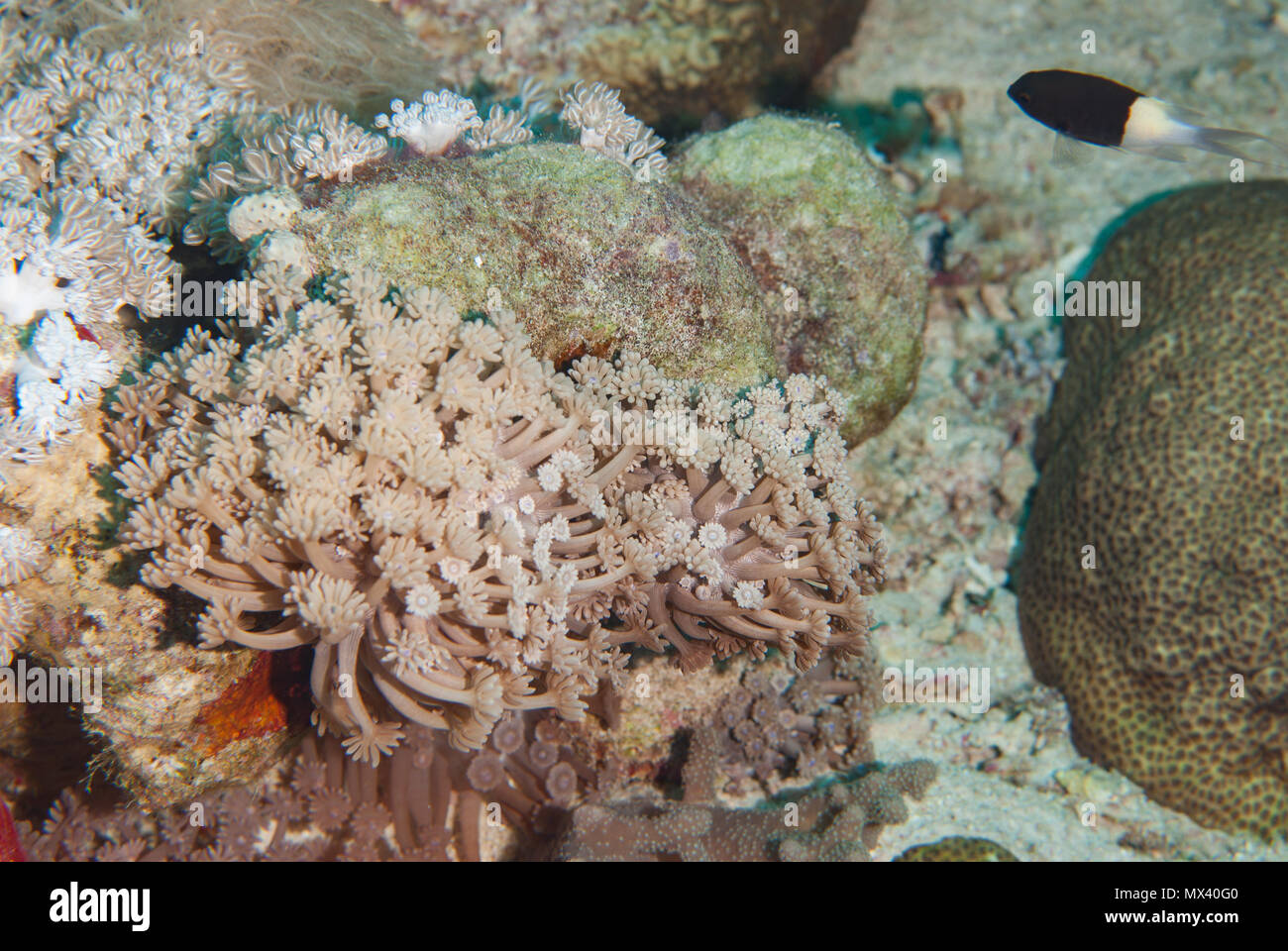 Anemone corallo, Goniopora colonna, Poritidae, Sharm el Sheik, Mar Rosso. Egitto Foto Stock