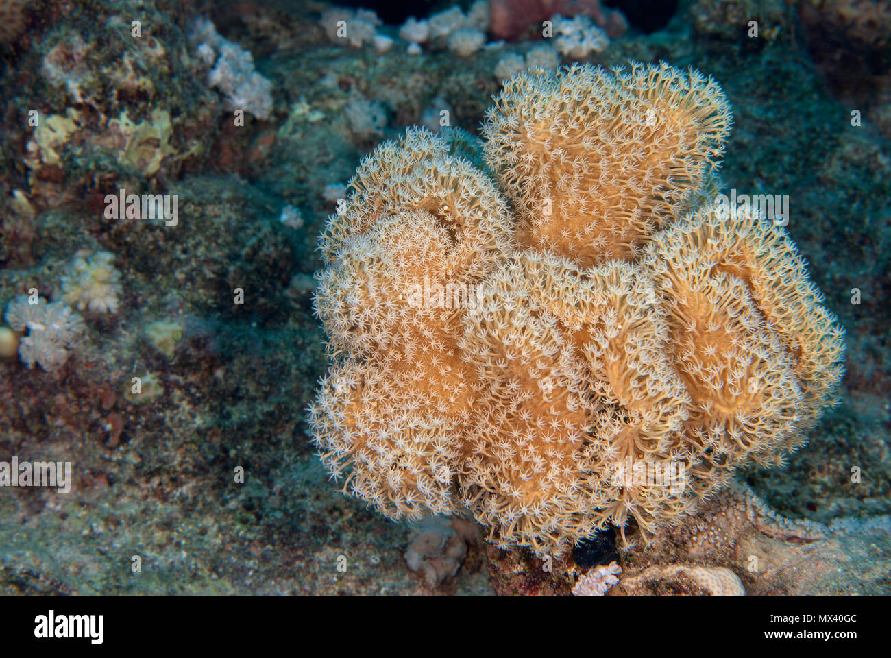 Viscido Corallo pelle, Sarcophyton tracheliophorum, Alcioniidae, Sharm el Sheik, Mar Rosso. Egitto Foto Stock
