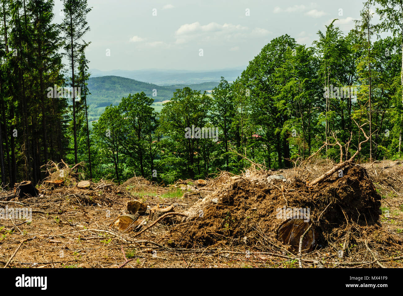 Taglio forestale da boscaioli Foto Stock